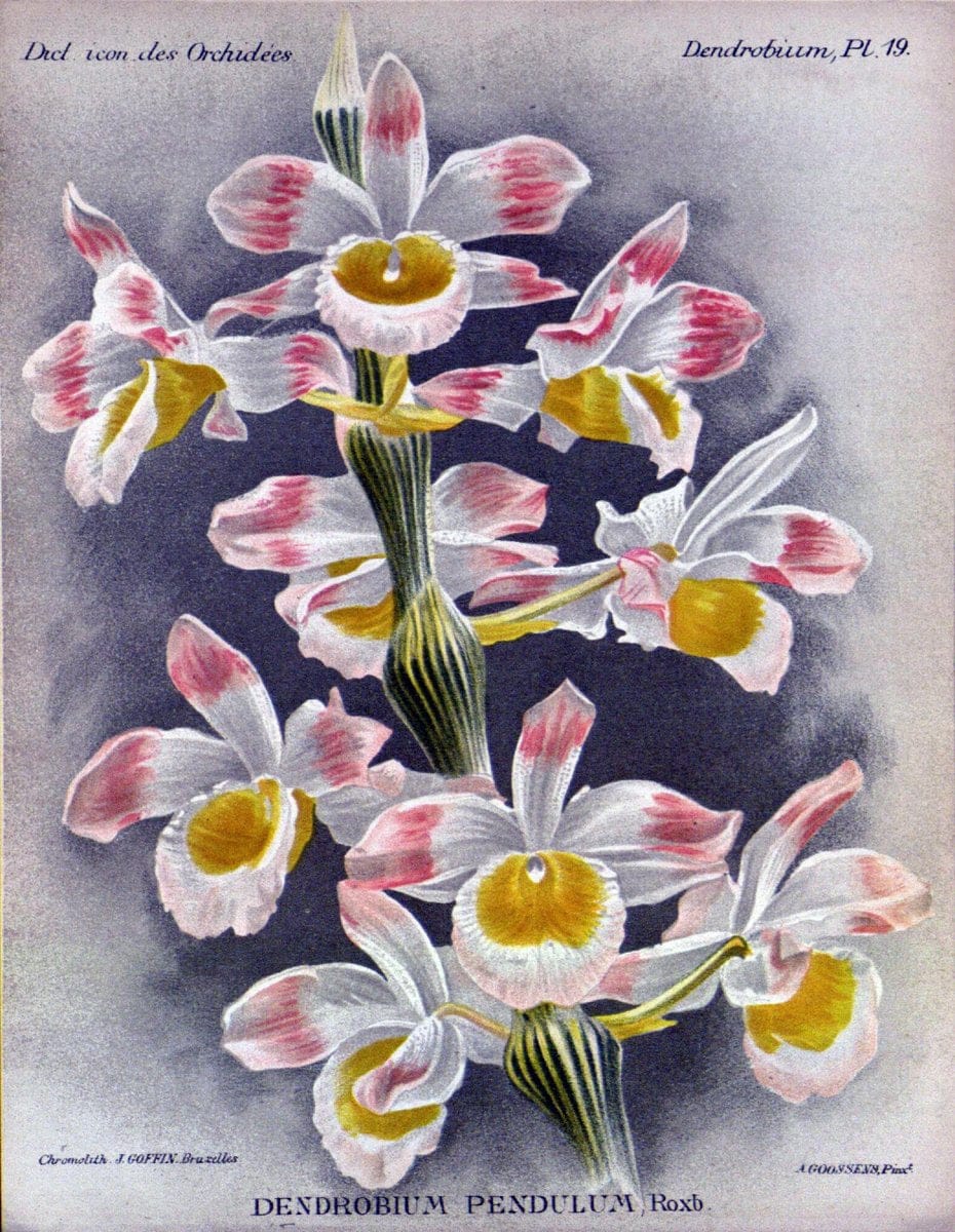 Dragable Image