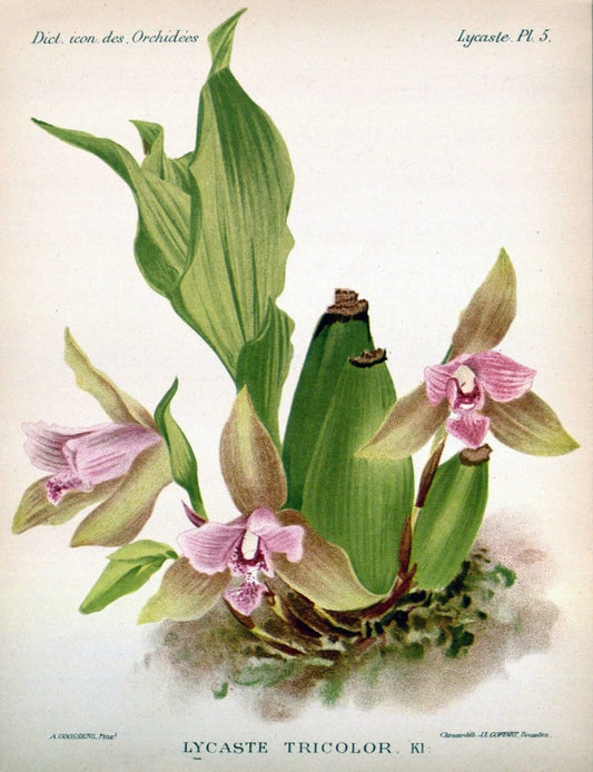 Dictionnaire iconographique des orchidees :.Bruxelles :Imp. F. Havermans, 1896-1907.. |  | Vintage Print Reproduction 469750