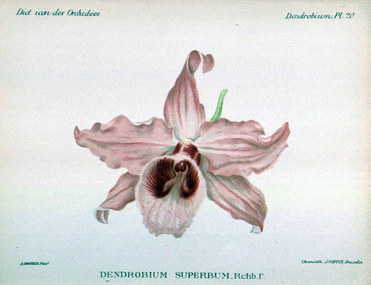 Dictionnaire iconographique des orchidees :.Bruxelles :Imp. F. Havermans, 1896-1907.. |  | Vintage Print Reproduction 469752