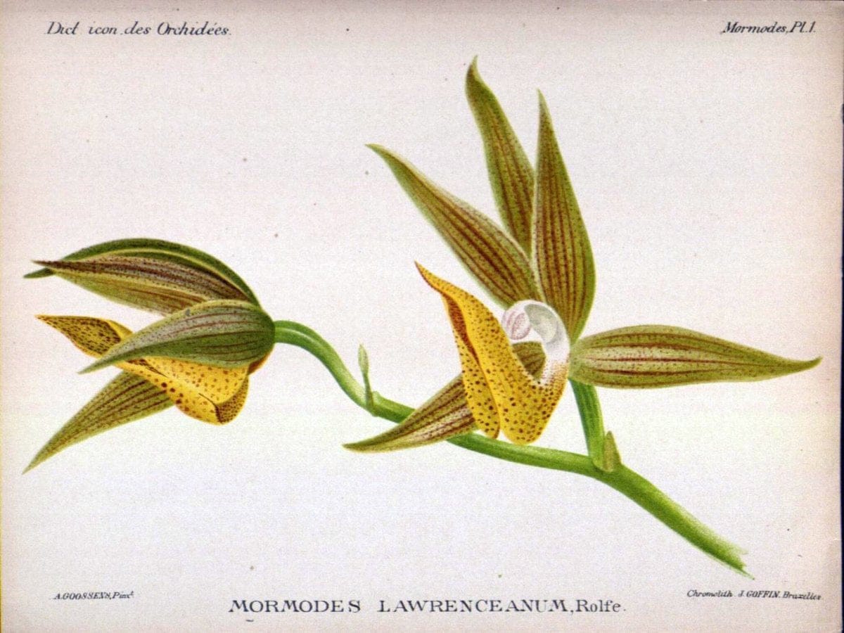 Dictionnaire iconographique des orchidees :.Bruxelles :Imp. F. Havermans, 1896-1907.. |  | Vintage Print Reproduction 469754