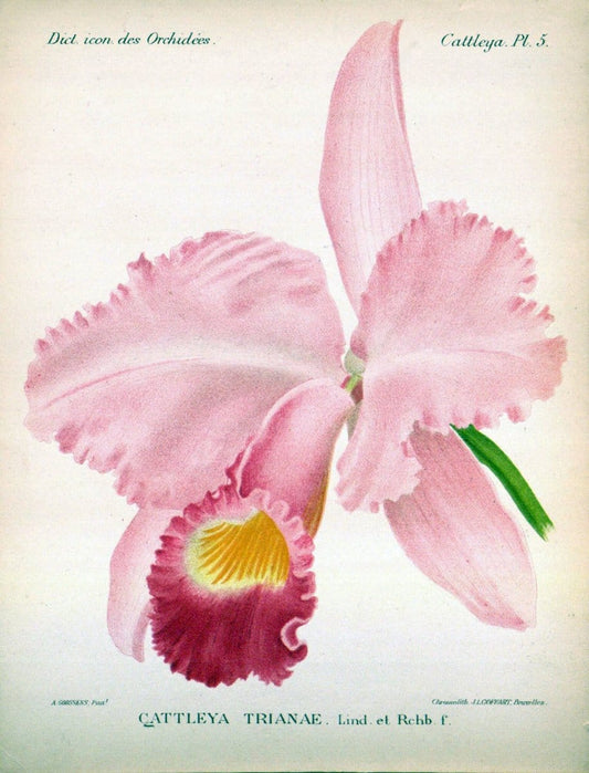 Dictionnaire iconographique des orchidees :.Bruxelles :Imp. F. Havermans, 1896-1907.. |  | Vintage Print Reproduction 469755