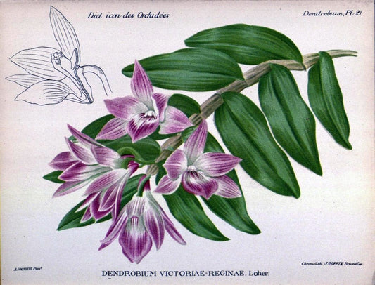 Dictionnaire iconographique des orchidees :.Bruxelles :Imp. F. Havermans, 1896-1907.. |  | Vintage Print Reproduction 469756