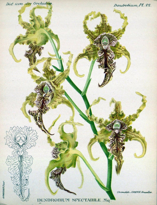 Dictionnaire iconographique des orchidees :.Bruxelles :Imp. F. Havermans, 1896-1907.. |  | Vintage Print Reproduction 469761
