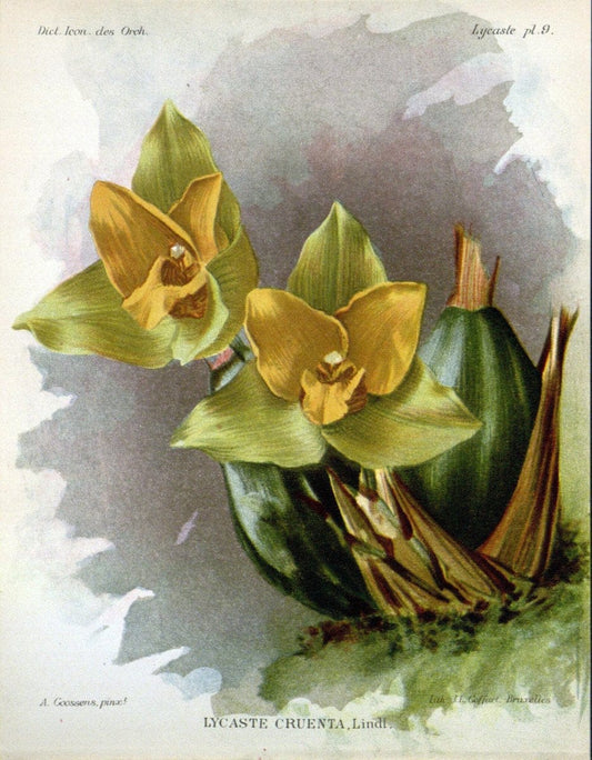 Dictionnaire iconographique des orchidees :.Bruxelles :Imp. F. Havermans, 1896-1907.. |  | Vintage Print Reproduction 469766
