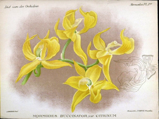 Dictionnaire iconographique des orchidees :.Bruxelles :Imp. F. Havermans, 1896-1907.. |  | Vintage Print Reproduction 469768