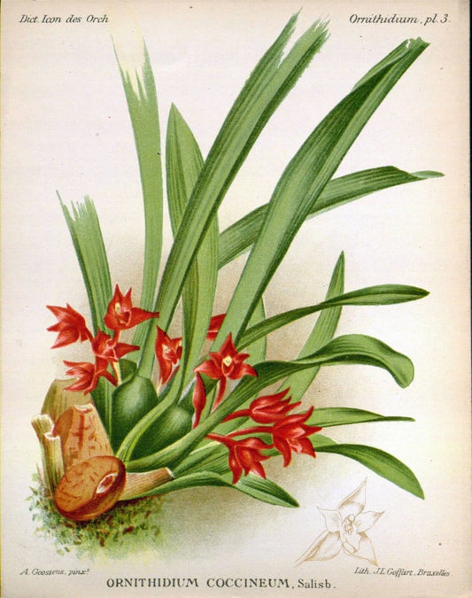 Dictionnaire iconographique des orchidees :.Bruxelles :Imp. F. Havermans, 1896-1907.. |  | Vintage Print Reproduction 469770