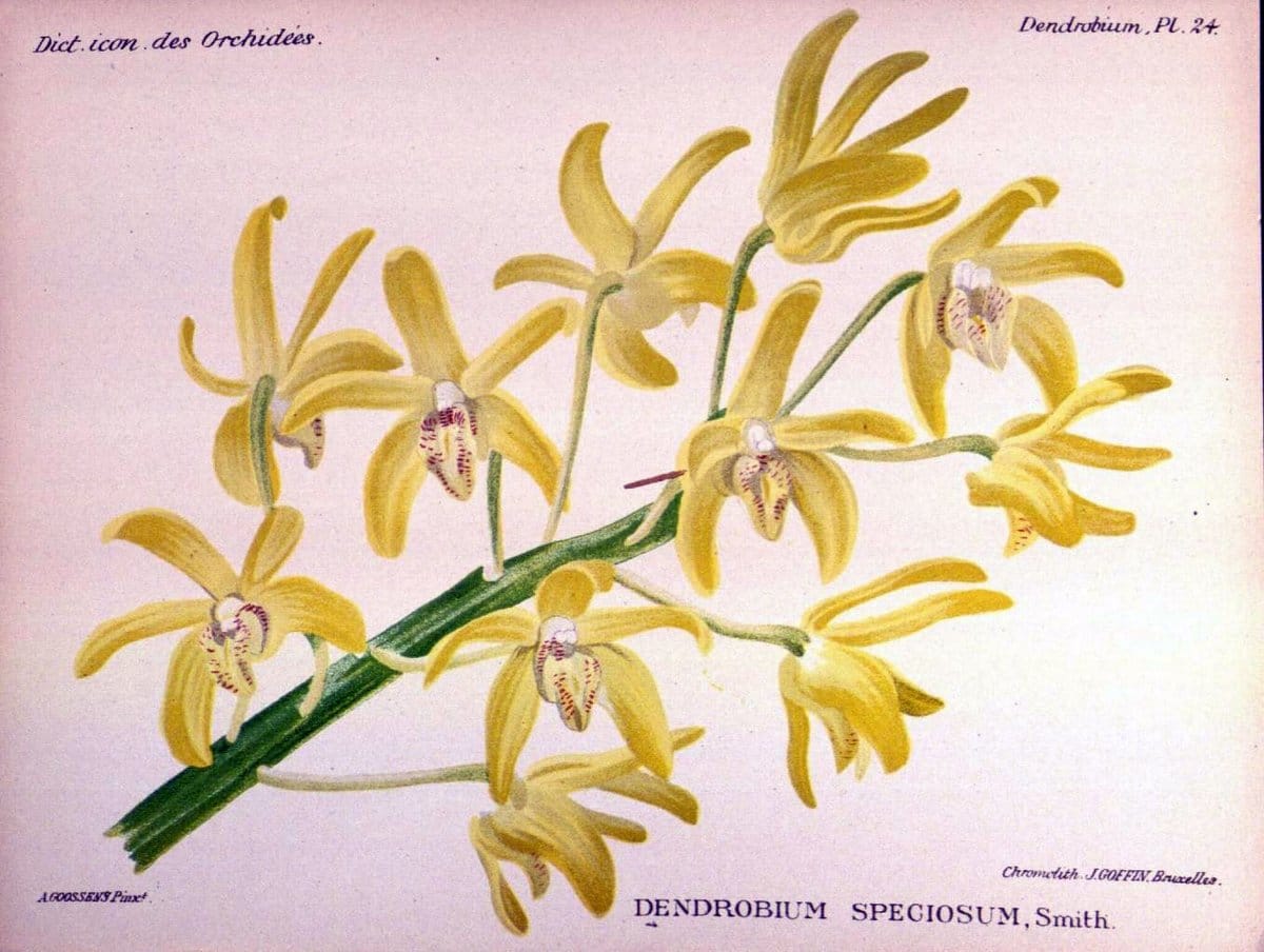 Dictionnaire iconographique des orchidees :.Bruxelles :Imp. F. Havermans, 1896-1907.. |  | Vintage Print Reproduction 469771