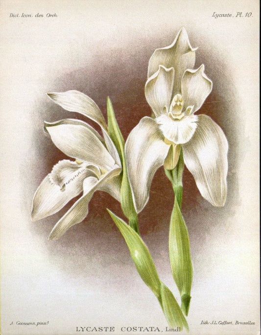 Dictionnaire iconographique des orchidees :.Bruxelles :Imp. F. Havermans, 1896-1907.. |  | Vintage Print Reproduction 469772
