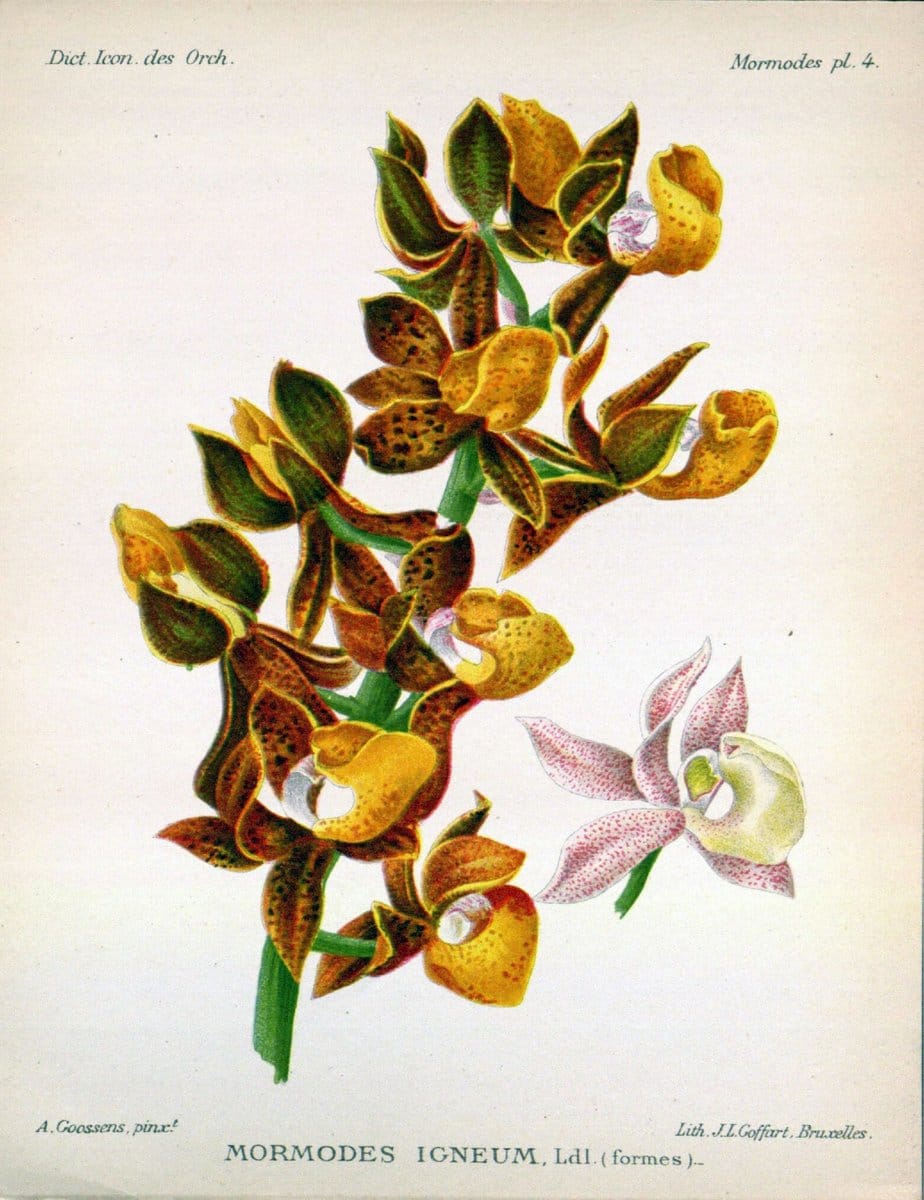Dictionnaire iconographique des orchidees :.Bruxelles :Imp. F. Havermans, 1896-1907.. |  | Vintage Print Reproduction 469774