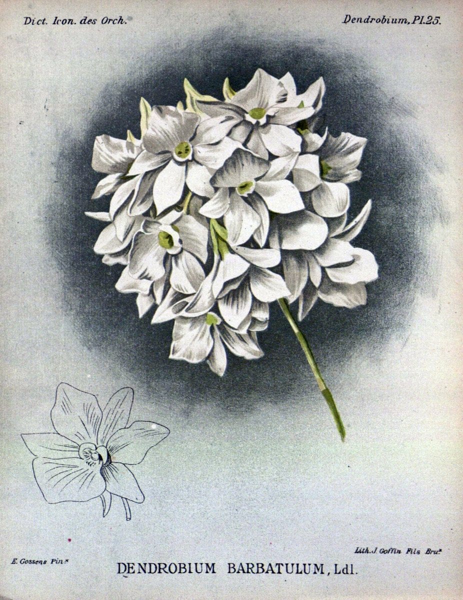 Dictionnaire iconographique des orchidees :.Bruxelles :Imp. F. Havermans, 1896-1907.. |  | Vintage Print Reproduction 469775