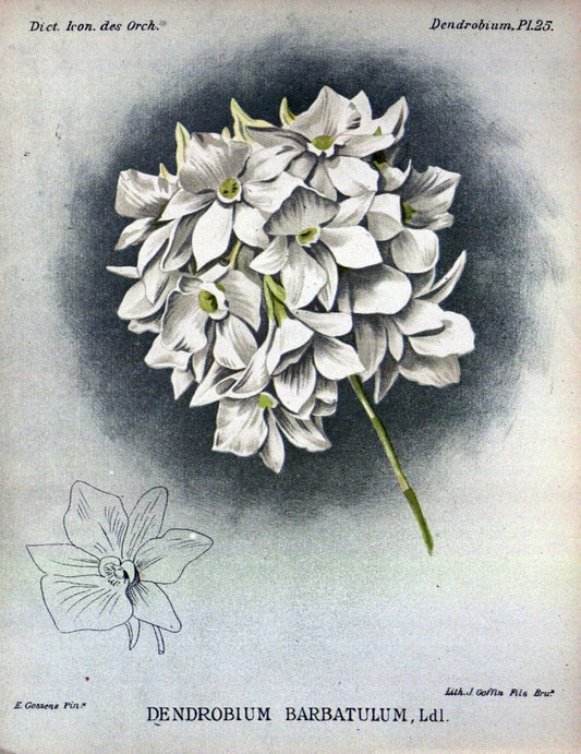 Dictionnaire iconographique des orchidees :.Bruxelles :Imp. F. Havermans, 1896-1907.. |  | Vintage Print Reproduction 469775