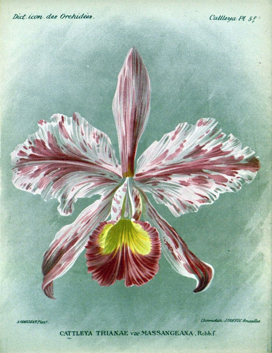 Dictionnaire iconographique des orchidees :.Bruxelles :Imp. F. Havermans, 1896-1907.. |  | Vintage Print Reproduction 469776