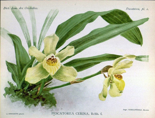 Dictionnaire iconographique des orchidees :.Bruxelles :Imp. F. Havermans, 1896-1907.. |  | Vintage Print Reproduction 469779