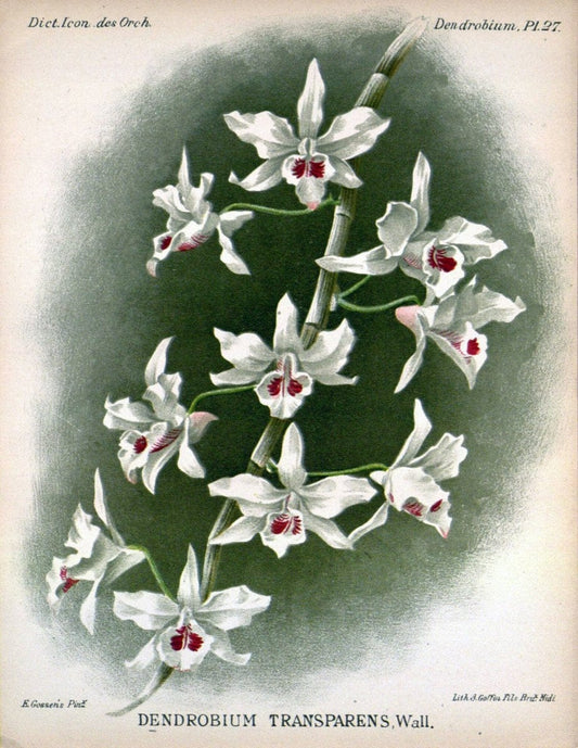 Dictionnaire iconographique des orchidees :.Bruxelles :Imp. F. Havermans, 1896-1907.. |  | Vintage Print Reproduction 469781