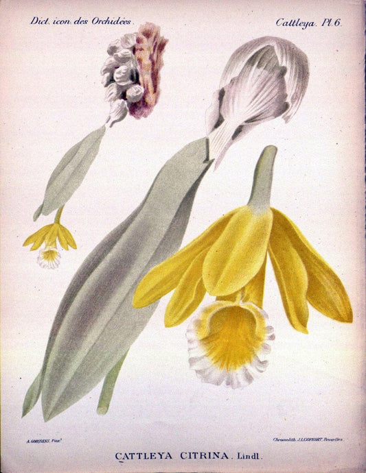 Dictionnaire iconographique des orchidees :.Bruxelles :Imp. F. Havermans, 1896-1907.. |  | Vintage Print Reproduction 469782