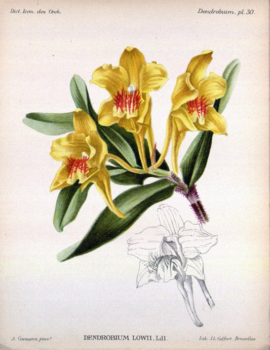 Dictionnaire iconographique des orchidees :.Bruxelles :Imp. F. Havermans, 1896-1907.. |  | Vintage Print Reproduction 469784