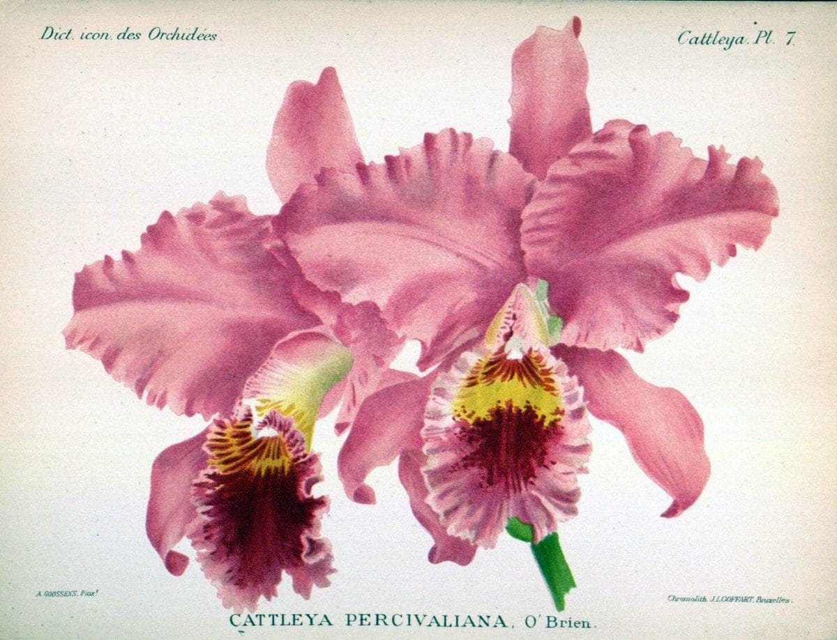 Dictionnaire iconographique des orchidees :.Bruxelles :Imp. F. Havermans, 1896-1907.. |  | Vintage Print Reproduction 469785
