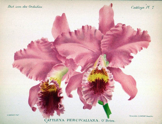 Dictionnaire iconographique des orchidees :.Bruxelles :Imp. F. Havermans, 1896-1907.. |  | Vintage Print Reproduction 469785
