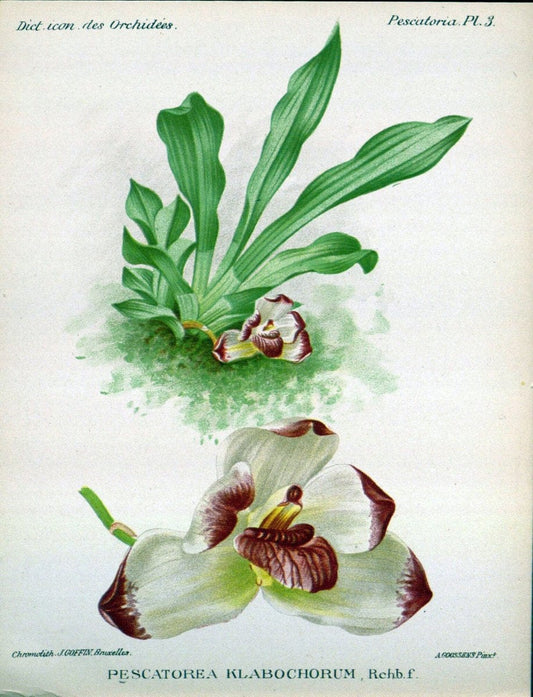 Dictionnaire iconographique des orchidees :.Bruxelles :Imp. F. Havermans, 1896-1907.. |  | Vintage Print Reproduction 469786