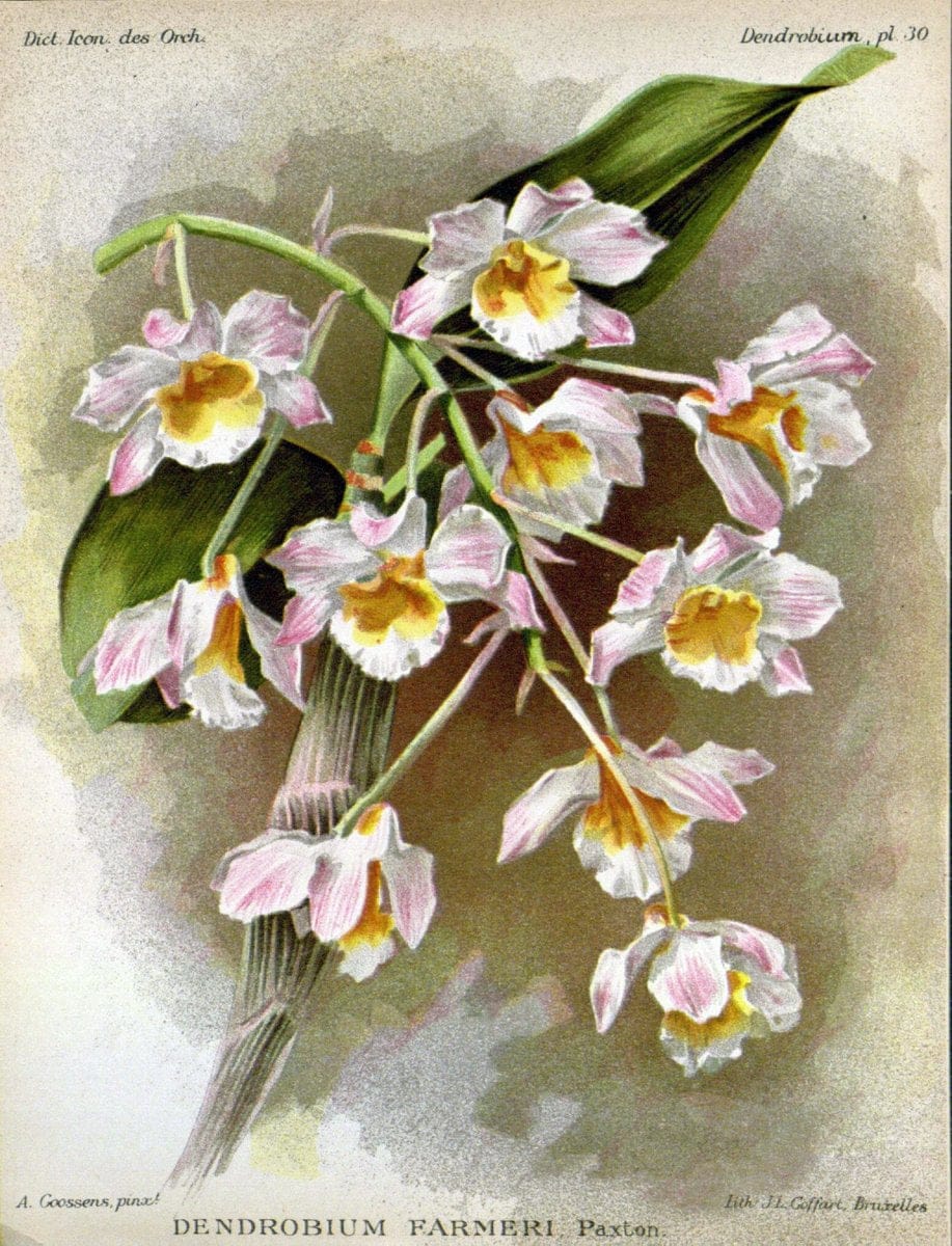 Dragable Image