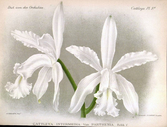 Dictionnaire iconographique des orchidees :.Bruxelles :Imp. F. Havermans, 1896-1907.. |  | Vintage Print Reproduction 469791