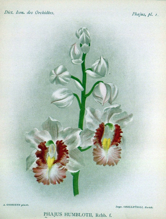 Dictionnaire iconographique des orchidees :.Bruxelles :Imp. F. Havermans, 1896-1907.. |  | Vintage Print Reproduction 469792