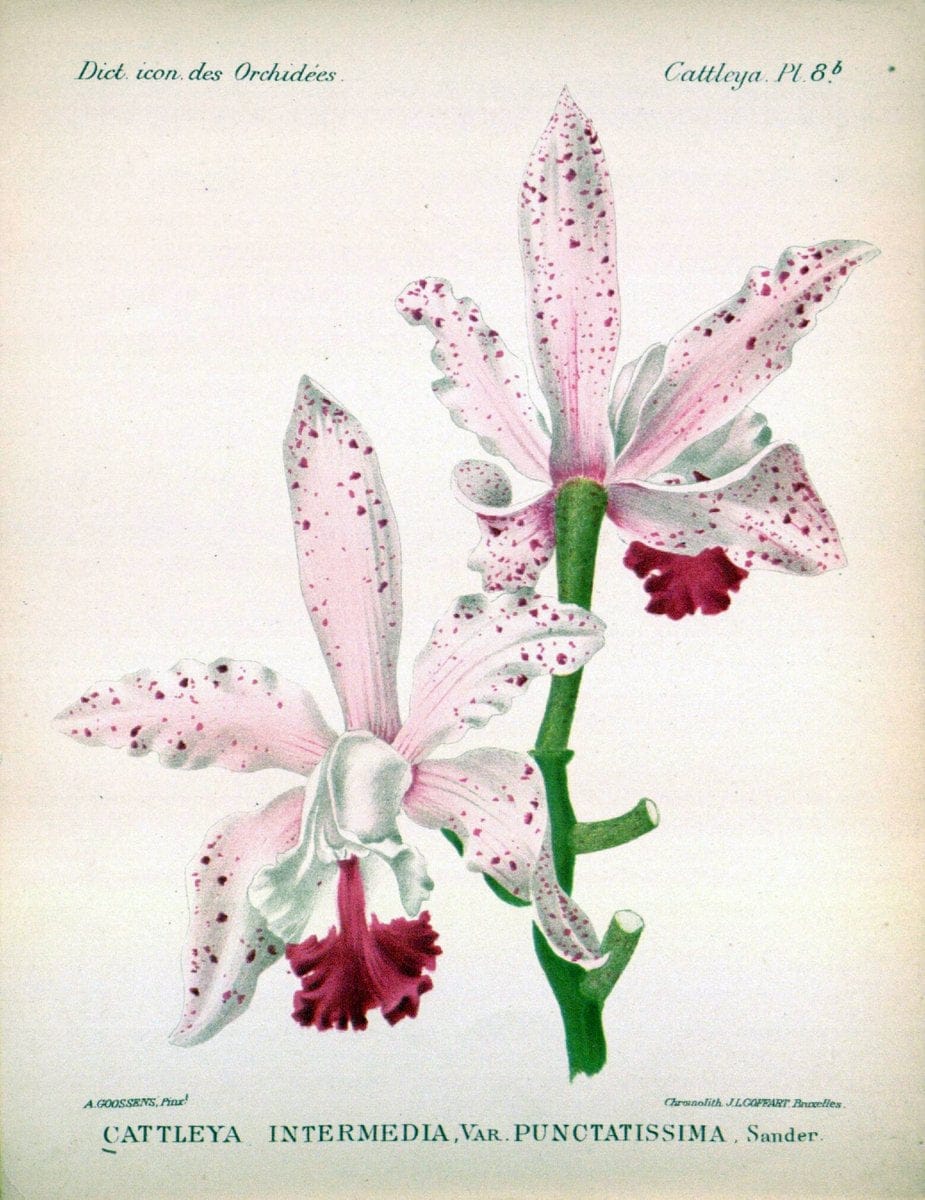 Dictionnaire iconographique des orchidees :.Bruxelles :Imp. F. Havermans, 1896-1907.. |  | Vintage Print Reproduction 469793