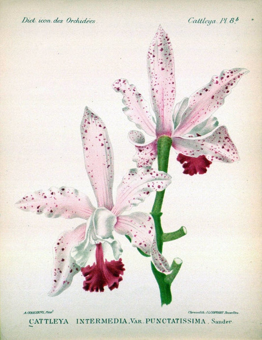 Dictionnaire iconographique des orchidees :.Bruxelles :Imp. F. Havermans, 1896-1907.. |  | Vintage Print Reproduction 469793