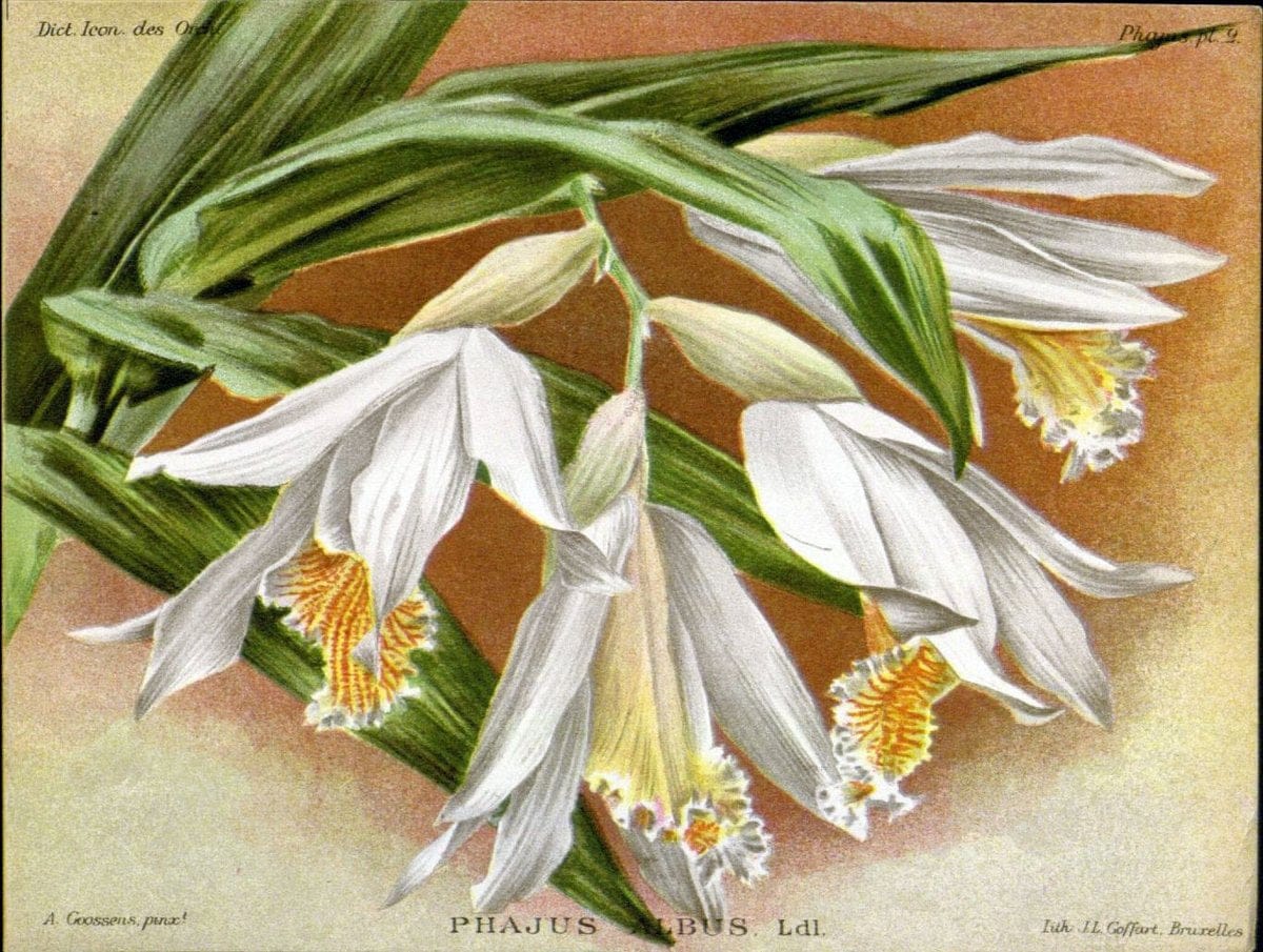 Dictionnaire iconographique des orchidees :.Bruxelles :Imp. F. Havermans, 1896-1907.. |  | Vintage Print Reproduction 469795