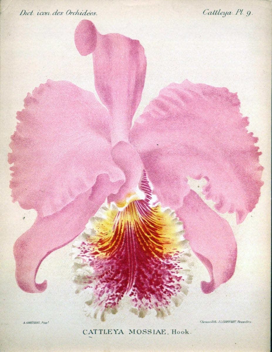 Dragable Image