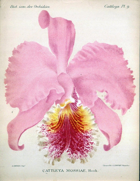 Dictionnaire iconographique des orchidees :.Bruxelles :Imp. F. Havermans, 1896-1907.. |  | Vintage Print Reproduction 469796