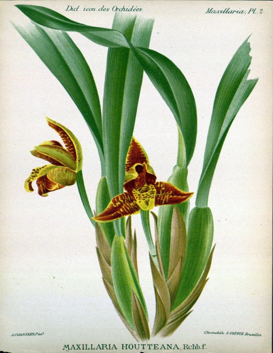 Dictionnaire iconographique des orchidees :.Bruxelles :Imp. F. Havermans, 1896-1907.. |  | Vintage Print Reproduction 469797