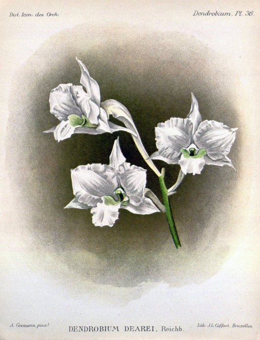 Dictionnaire iconographique des orchidees :.Bruxelles :Imp. F. Havermans, 1896-1907.. |  | Vintage Print Reproduction 469801