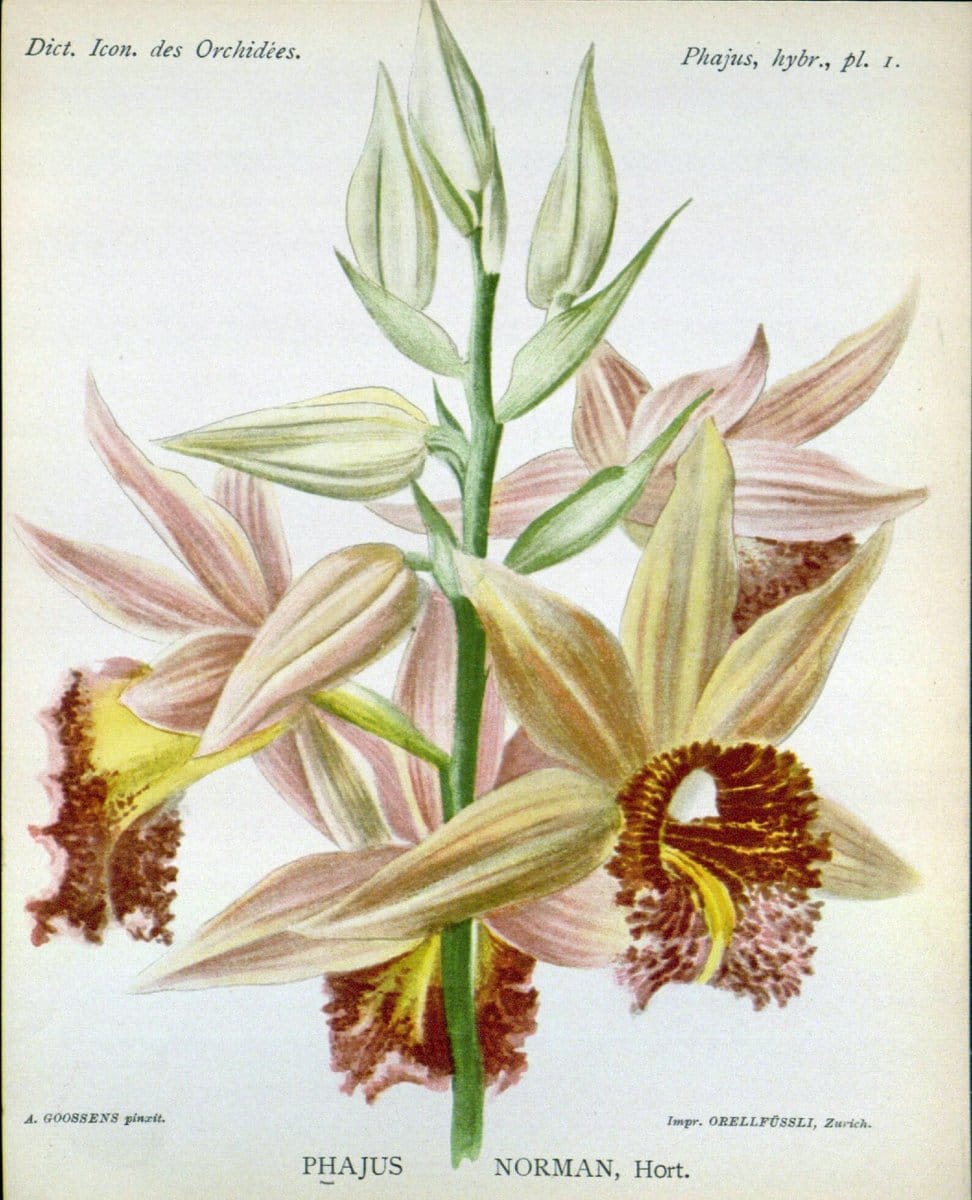 Dictionnaire iconographique des orchidees :.Bruxelles :Imp. F. Havermans, 1896-1907.. |  | Vintage Print Reproduction 469802