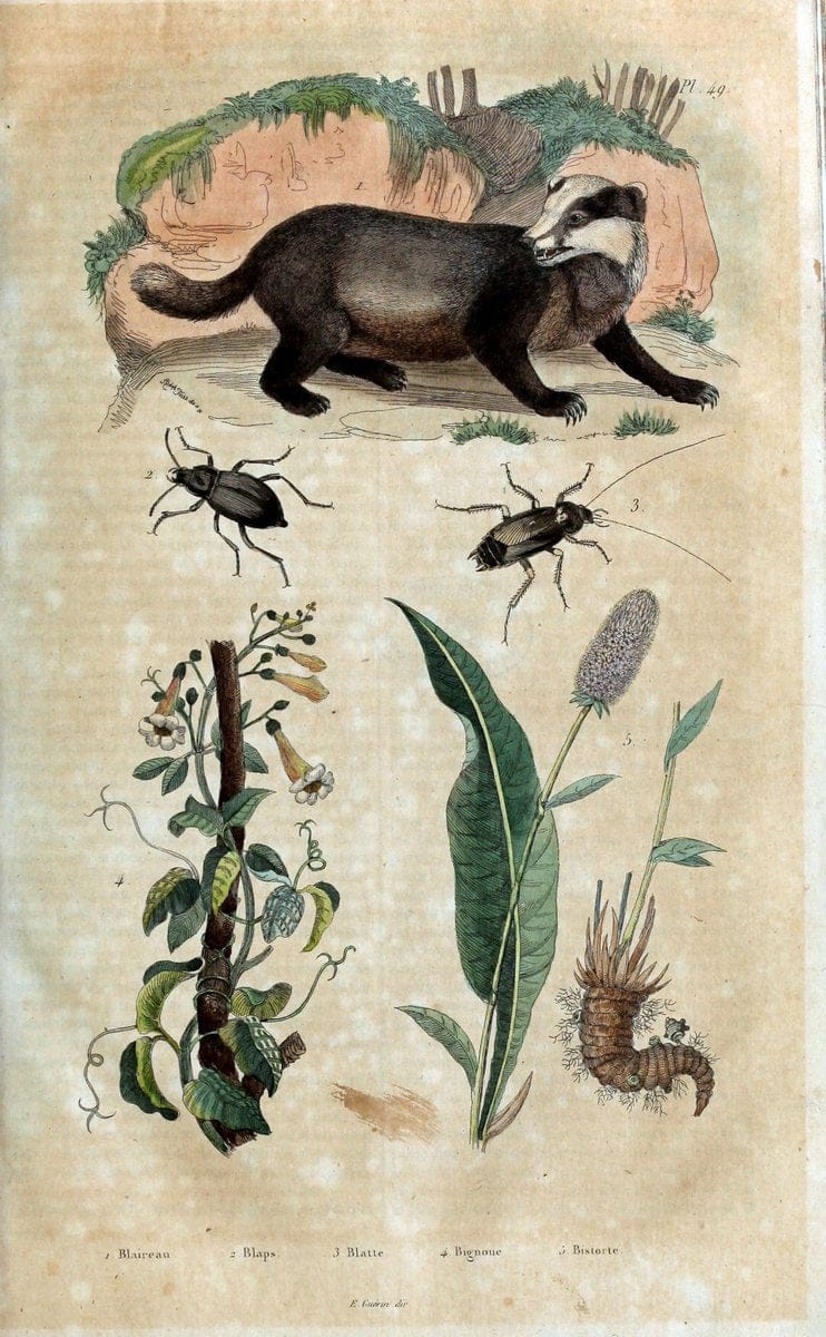 Dictionnaire pittoresque d'histoire naturelle et des phÃ©nomÃ¨nes de la nature. v.1Paris,1833-[1840] | "Natural History Museum Library" London | Vintage Print Reproduction 469805