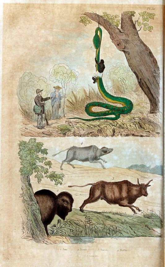 Dictionnaire pittoresque d'histoire naturelle et des phÃ©nomÃ¨nes de la nature. v.1Paris,1833-[1840] | "Natural History Museum Library" London | Vintage Print Reproduction 469806