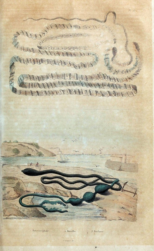 Dictionnaire pittoresque d'histoire naturelle et des phÃ©nomÃ¨nes de la nature. v.1Paris,1833-[1840] | "Natural History Museum Library" London | Vintage Print Reproduction 469809