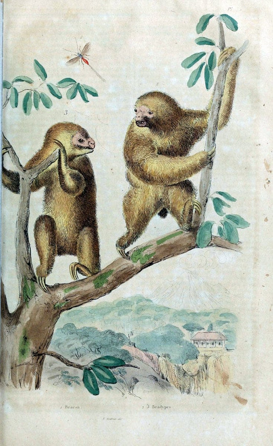 Dictionnaire pittoresque d'histoire naturelle et des phÃ©nomÃ¨nes de la nature. v.1Paris,1833-[1840] | "Natural History Museum Library" London | Vintage Print Reproduction 469811