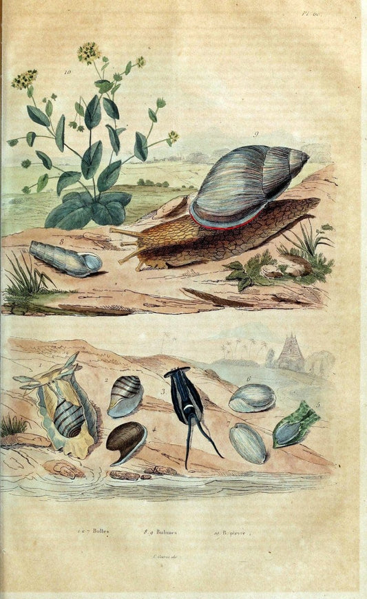 Dictionnaire pittoresque d'histoire naturelle et des phÃ©nomÃ¨nes de la nature. v.1Paris,1833-[1840] | "Natural History Museum Library" London | Vintage Print Reproduction 469816