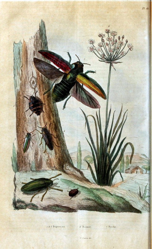 Dictionnaire pittoresque d'histoire naturelle et des phÃ©nomÃ¨nes de la nature. v.1Paris,1833-[1840] | "Natural History Museum Library" London | Vintage Print Reproduction 469817