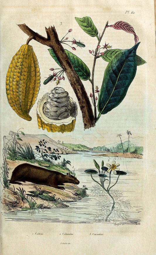 Dictionnaire pittoresque d'histoire naturelle et des phÃ©nomÃ¨nes de la nature. v.1Paris,1833-[1840] | "Natural History Museum Library" London | Vintage Print Reproduction 469818