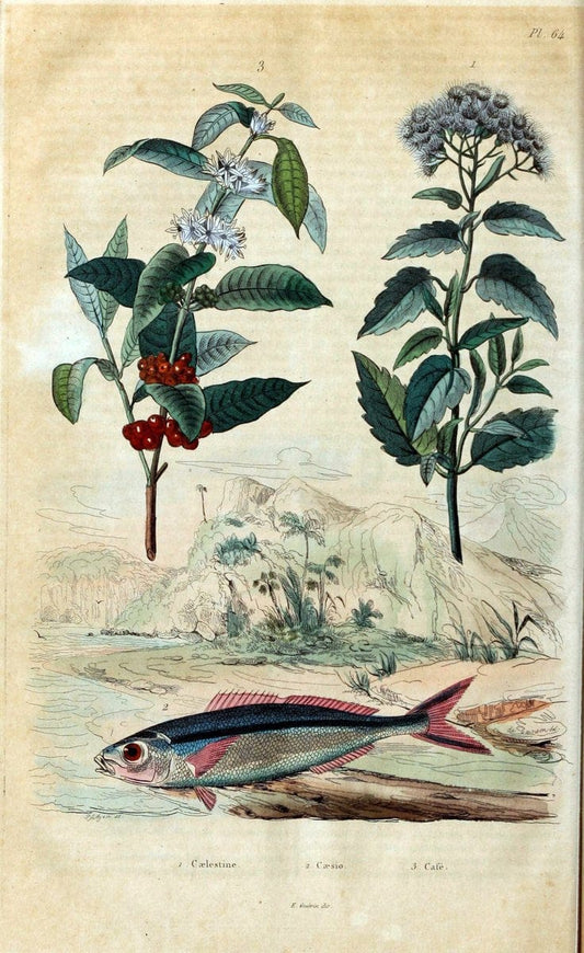 Dictionnaire pittoresque d'histoire naturelle et des phÃ©nomÃ¨nes de la nature. v.1Paris,1833-[1840] | "Natural History Museum Library" London | Vintage Print Reproduction 469820