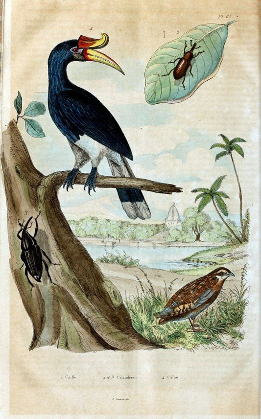 Dictionnaire pittoresque d'histoire naturelle et des phÃ©nomÃ¨nes de la nature. v.1Paris,1833-[1840] | "Natural History Museum Library" London | Vintage Print Reproduction 469821