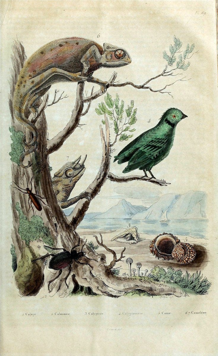 Dictionnaire pittoresque d'histoire naturelle et des phÃ©nomÃ¨nes de la nature. v.1Paris,1833-[1840] | "Natural History Museum Library" London | Vintage Print Reproduction 469825