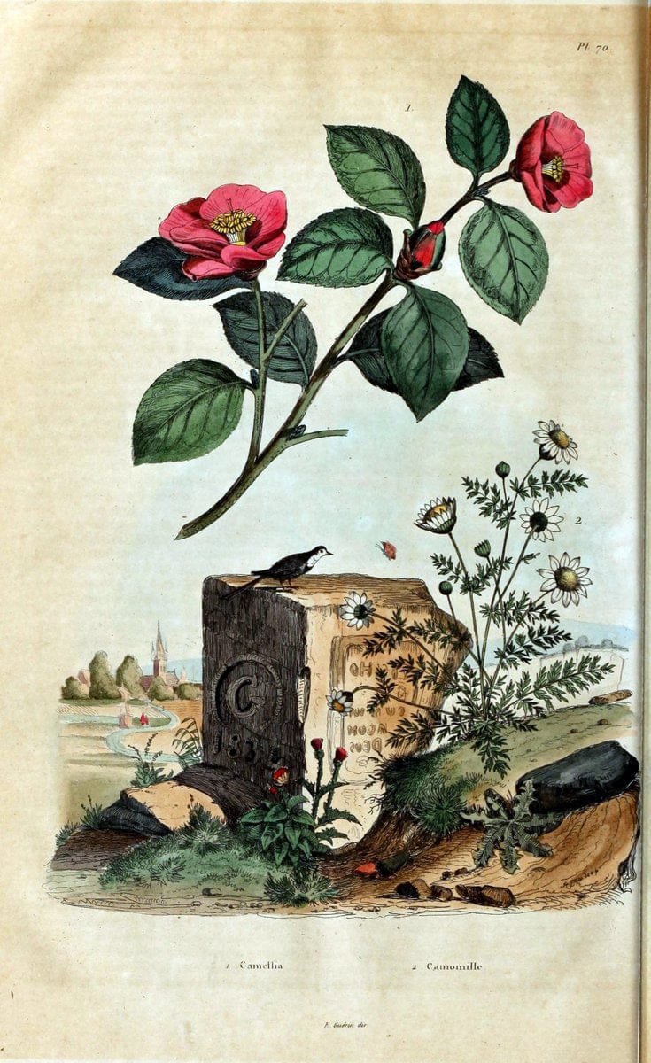 Dragable Image