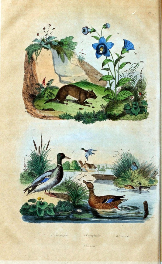 Dictionnaire pittoresque d'histoire naturelle et des phÃ©nomÃ¨nes de la nature. v.1Paris,1833-[1840] | "Natural History Museum Library" London | Vintage Print Reproduction 469827