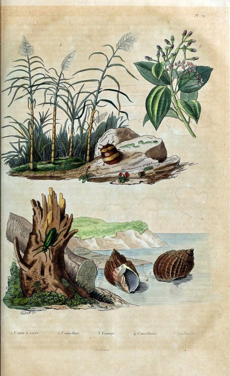 Dictionnaire pittoresque d'histoire naturelle et des phÃ©nomÃ¨nes de la nature. v.1Paris,1833-[1840] | "Natural History Museum Library" London | Vintage Print Reproduction 469828