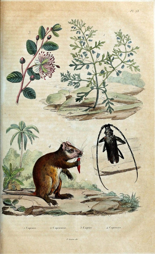 Dictionnaire pittoresque d'histoire naturelle et des phÃ©nomÃ¨nes de la nature. v.1Paris,1833-[1840] | "Natural History Museum Library" London | Vintage Print Reproduction 469829