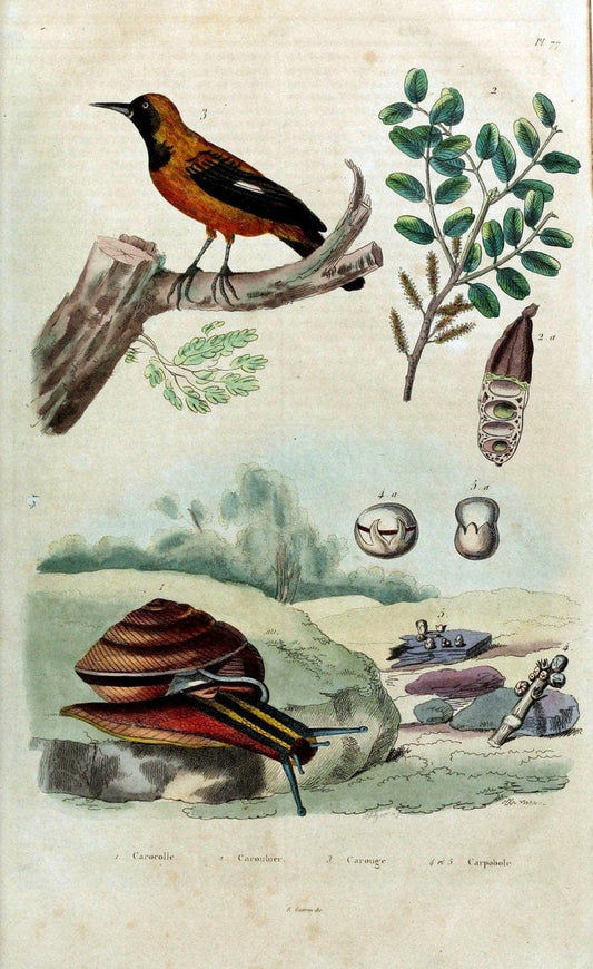 Dictionnaire pittoresque d'histoire naturelle et des phÃ©nomÃ¨nes de la nature. v.1Paris,1833-[1840] | "Natural History Museum Library" London | Vintage Print Reproduction 469831