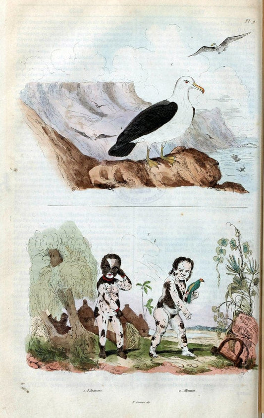 Dictionnaire pittoresque d'histoire naturelle et des phÃ©nomÃ¨nes de la nature. v.1Paris1833-[1840] |  | Vintage Print Reproduction 469836